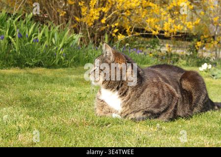 Eine Katze liegt zufrieden mit ihrer Pfotenmappe auf grünem Gras in einem Garten in der Frühjahrsnähe Stockfoto