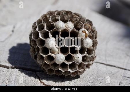 Makroaufnahme des Wespennest Stockfoto