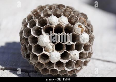 Makroaufnahme des Wespennest Stockfoto