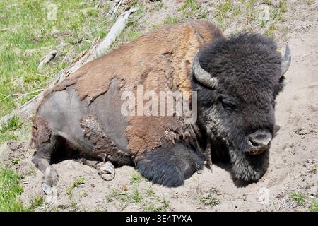 Großer Bison-Büffel im Yellowstone-Nationalpark, dessen Pelzabrieb ledrige Haut offenbart. Es legt sich hin und ruht sich. Stockfoto