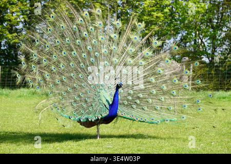 Männlicher Pfau mit Federn Stockfoto