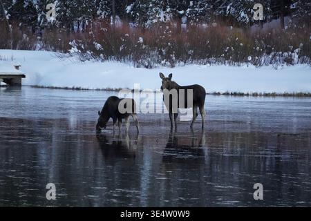 Zwei Elche stehen und trinken im Fluss mit schneebedecktem Hintergrund im Island Park Idaho Stockfoto