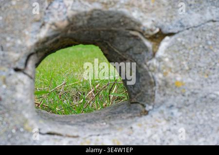 Frisches grünes Gras durch ein raues Loch in einer alten Betonplatte, das die Natur zeigt, die durch künstliches Material im Freien bricht. Stockfoto