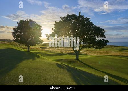 Zwei Bäume auf einem Golfplatz bei Sonnenuntergang mit langen Schatten und blauem Himmel, North Berwick, East Lothian, Schottland, Vereinigtes Königreich, Großbritannien Stockfoto