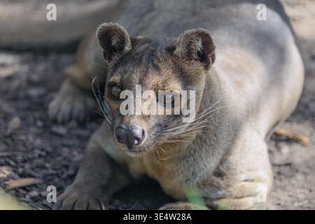 Eine Fossa (Cryptoprocta ferox) liegt auf dem Waldboden eines trockenen Waldes. Waldlebensräume in Madagaskar Stockfoto
