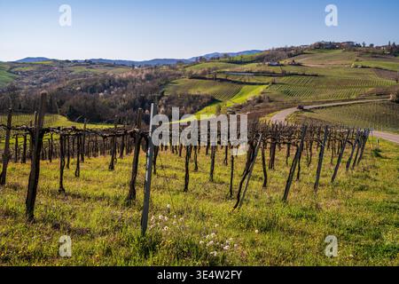 Malerischer Frühlingsblick auf die Weinberge von Oltrepò Pavese. Im Vordergrund stehen Weinreihen, gefolgt von einer kurvenreichen Straße mit einem roten Auto. Im Hintergrund eine Tradition Stockfoto