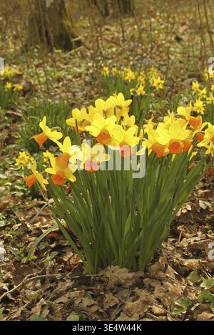 Narzissen (Narcissus pseudonarcissus) oder Narzissen blühen im Auenwald Niederösterreich, Österreich Stockfoto