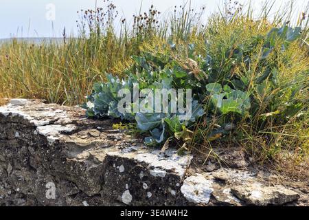 Meerkohl (Crambe maritima), Meerkohl, Wildpflanze, genießbare Zierpflanze, Kohlblätter, Gourmet-Gemüse, Küste, Burgsvik, Süd-Gotland, Gotl Stockfoto