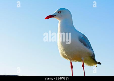 Neugierige Möwen kamen, um mich im Nobbies, Phillip Island, Victoria, Australien zu überprüfen Stockfoto