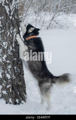 Sibirischer Huskyhund steht auf Hinterbeinen gegen Baumstamm im verschneiten Winterwald, vertikaler Schuss Stockfoto