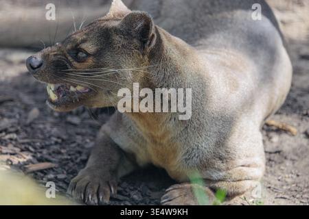 Eine Fossa (Cryptoprocta ferox) liegt auf dem Waldboden eines trockenen Waldes. Waldlebensräume in Madagaskar Stockfoto