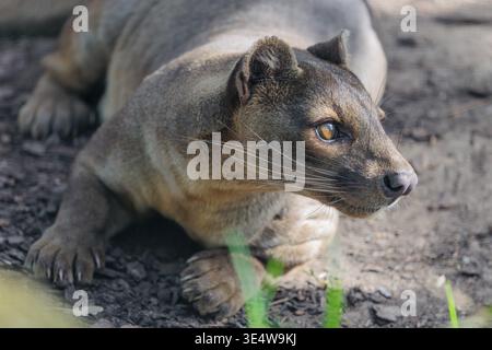 Eine Fossa (Cryptoprocta ferox) liegt auf dem Waldboden eines trockenen Waldes. Waldlebensräume in Madagaskar Stockfoto