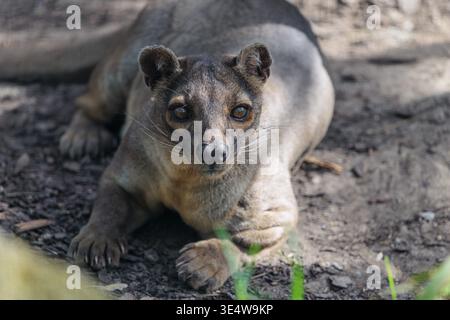 Eine Fossa (Cryptoprocta ferox) liegt auf dem Waldboden eines trockenen Waldes. Waldlebensräume in Madagaskar Stockfoto