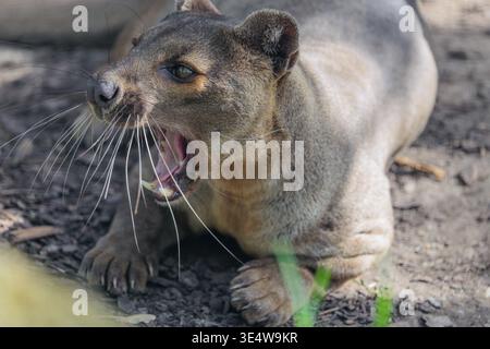 Eine Fossa (Cryptoprocta ferox) liegt auf dem Waldboden eines trockenen Waldes. Waldlebensräume in Madagaskar Stockfoto