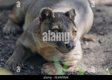 Eine Fossa (Cryptoprocta ferox) liegt auf dem Waldboden eines trockenen Waldes. Waldlebensräume in Madagaskar Stockfoto