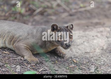 Eine Fossa (Cryptoprocta ferox) liegt auf dem Waldboden eines trockenen Waldes. Waldlebensräume in Madagaskar Stockfoto