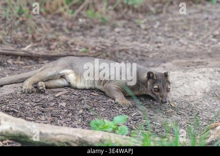 Eine Fossa (Cryptoprocta ferox) liegt auf dem Waldboden eines trockenen Waldes. Waldlebensräume in Madagaskar Stockfoto