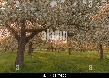Apfelgarten in voller Blüte im Morgenlicht, Egnach, Kanton Thurgau, Schweiz Stockfoto