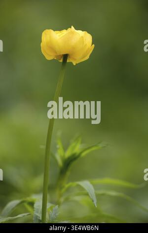 Europäische Trollblume (Trollius europaeus) mit Stiel, Hochrhoenstraße, lange Rhoen, Bayern, Deutschland Stockfoto