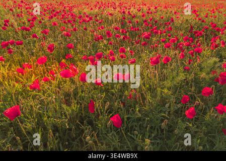 Nahaufnahme von blühendem Rotmohn, Rheinland-Pfalz, Deutschland Stockfoto