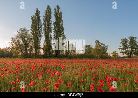 Rotmohnfeld unter klarem Himmel, Rheinland-Pfalz, Deutschland Stockfoto
