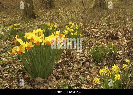 Narzissen (Narcissus pseudonarcissus) oder Narzissen blühen im Auenwald Niederösterreich, Österreich Stockfoto