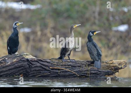 Drei Kormorane (Phalacrocorax carbo) stehen auf einem im Wasser liegenden Baumstamm, Guxhagen, Hessen Stockfoto