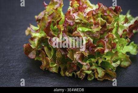 Essen, frische Blätter von Eichenblatt-Salat, Roter Korallensalat, Lollo Rossa Nahaufnahme auf dunklem Hintergrund. Selektiver Fokus, geringe Schärfentiefe Stockfoto