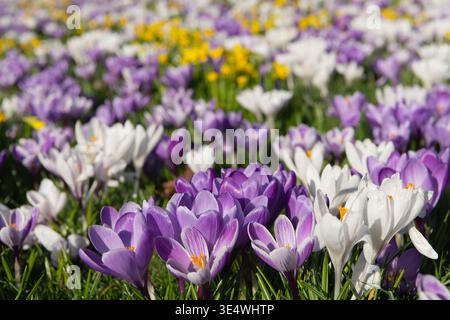 Ein farbenfroher Teppich aus blassvioletten und weißen Krokussen, durchsetzt mit Miniatur Narzissen (Zwergnarzissen) im Frühlingssonnenschein Stockfoto