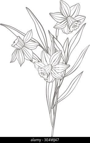 Elegante Narzissen Blumen Linie Kunst, zarte botanische Vektorlinie Illustration mit Stämmen und Blättern, isoliert auf weiß, perfekt für Verpackung Stock Vektor