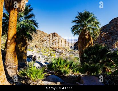 Riesige kalifornische Fächerpalmen füllen die Forty Nine Palms Oasis im Joshua Tree National Park, Kalifornien, USA Stockfoto