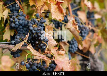 Reife Rotweintrauben auf Reben. Reife rote Trauben hängen an der Rebe in einem Weinberg, der zur Ernte bereit ist. Okanagan Valley in der Nähe von Osoyoos, Britisch Stockfoto
