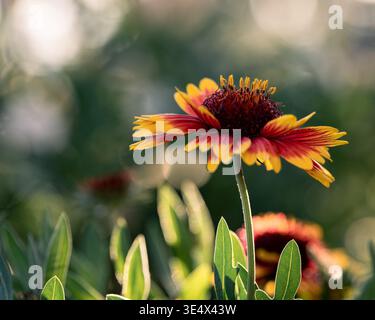 Farbenfrohe Blume in natürlicher Umgebung im Freien mit weichem Hintergrund und warmem Sonnenlicht. Stockfoto