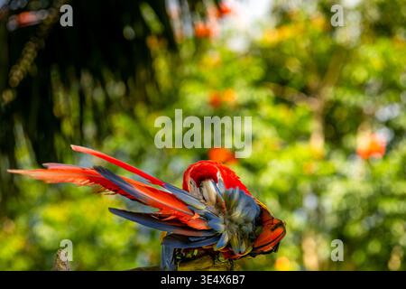 Ein Scharlach-Ara in den Ruinen von Copan, Honduras, Mittelamerika. Stockfoto