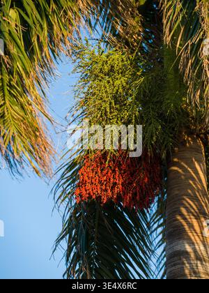 Eine tropische Palme zeigt schwere Bündel von bunten Fruchtblumen. Die vertikale Aufnahme mit niedrigem Winkel fokussiert scharf auf die dichten Beerenformationen. Stockfoto