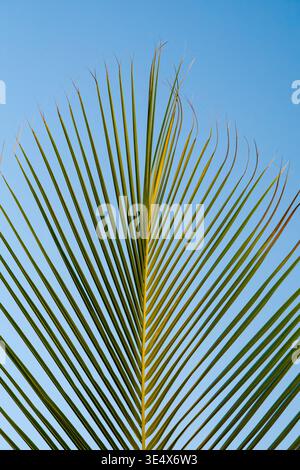 Ein detailliertes Makrofoto zeigt das geometrische Muster gesunder Palmenblätter auf einer Washingtonia-Weste an einem klaren, sonnigen Tag. Stockfoto