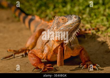 Roter Leguan, Sonnenbaden auf Holz, roter Leguan Nahaufnahme. Stockfoto