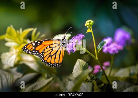 Monarchschmetterling (Danaus plexippus) sammelt Treibstoff für seine Herbstwanderung auf einer leuchtend violetten Wildblume im Süden von Ontario, Kanada Stockfoto