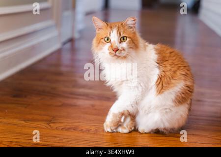 Ingwer und weiße Hauskatze sitzen drinnen auf Holzboden Stockfoto