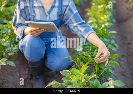Landwirt, der das Tablet auf dem Feld verwendet Stockfoto