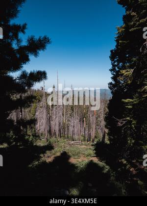 Tote Bäume stehen und Nadelwald im Sequoia National Forest, Kalifornien, USA, nach Waldbränden und Dürreschäden wiedergewinnen. Stockfoto