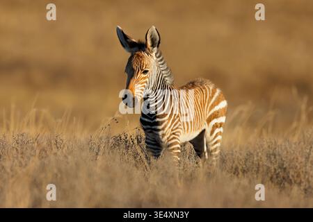 Ein junges Cape Mountain Zebra (Equus Zebra) Fohlen in natürlichem Lebensraum, Mountain Zebra National Park, Südafrika Stockfoto