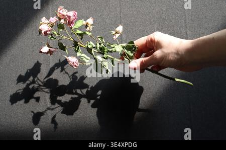Eine Hand hält einen Zweig getrockneter Rosen über einer dunklen Oberfläche. Das Sonnenlicht wirft klare Schatten der Blumen und Blätter. Die Abbildung zeigt Details in der Abbildung f Stockfoto