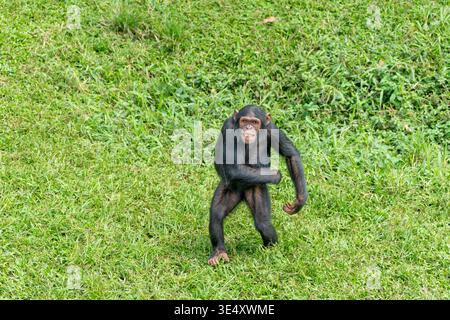 Schimpanse steht auf zwei Beinen und beide Arme angehoben, was auf einer grünen Grasfläche Aufregung oder Triumph ausdrückt. Östlicher Schimpanse (Pan troglodytes sc Stockfoto