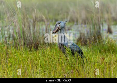 Schützenstorch (Balaeniceps rex) in den Entebbe-Sümpfen, Uganda im März Stockfoto
