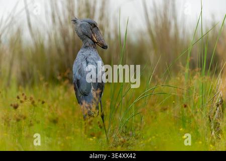 Schützenstorch (Balaeniceps rex) in den Entebbe-Sümpfen, Uganda im März Stockfoto