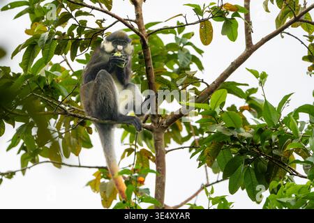 Rotschwanzaffen (Cercopithecus ascanius) sitzt auf einem Baum. Fotografiert im Kibale-Wald im Westen Ugandas. Stockfoto