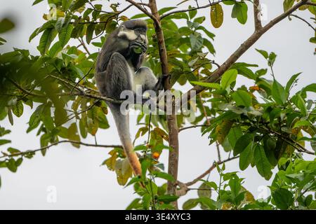 Rotschwanzaffen (Cercopithecus ascanius) sitzt auf einem Baum. Fotografiert im Kibale-Wald im Westen Ugandas. Stockfoto