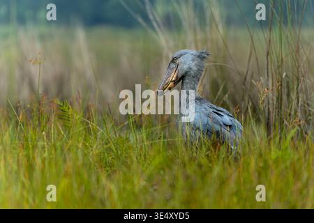 Schützenstorch (Balaeniceps rex) in den Entebbe-Sümpfen, Uganda im März Stockfoto