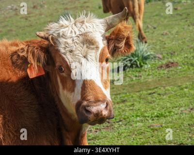 Junges braunes und weißes Kalb mit kleinen Hörnern, das an einem sonnigen Sommertag auf einer üppig grünen Weide steht, den Kopf gewendet hat und die neugierige, ländliche Bauernszene beobachtet Stockfoto
